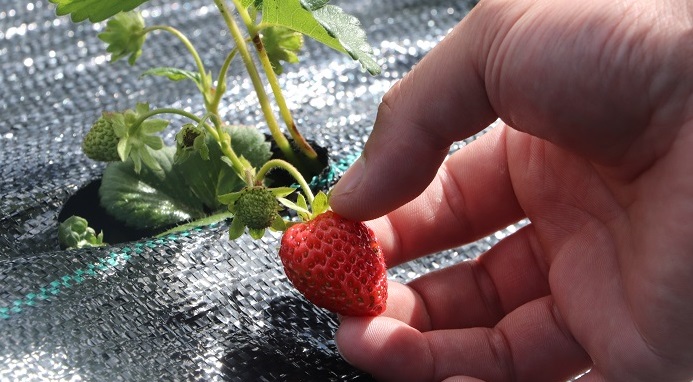 frutilla